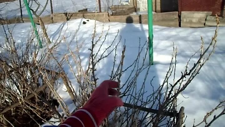 Полив кипятком смородины весной когда можно. Смородина ранней весной. полив смородины кипятком. обработка смородины весной кипятком.