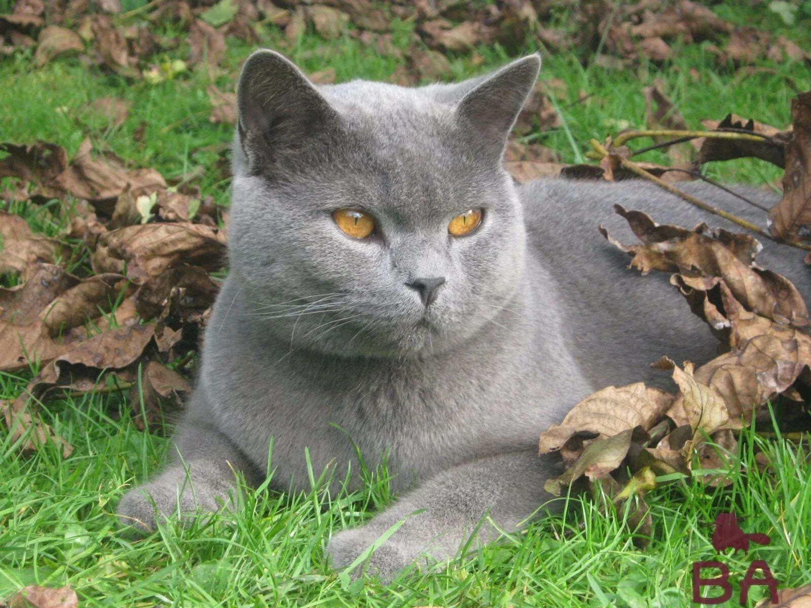 French cat. Картезианский шартрез. Шартрез кошка. Кот породы шартрез. Французская голубая кошка шартрез.