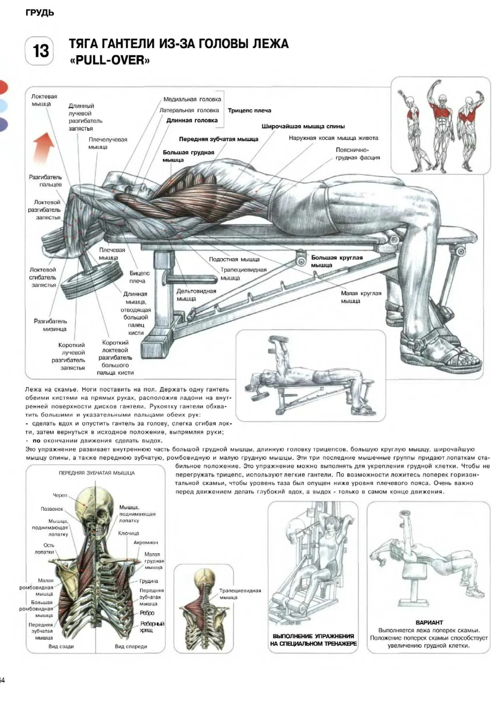 Гантель за голову лежа. Фредерик Делавье анатомия силовых упражнений жим лежа. Пуловер с гантелей лежа на скамье техника выполнения. Пуловер упражнение для грудных с гантелью техника выполнения. Пулловер с гантелью лёжа для грудных мышц.
