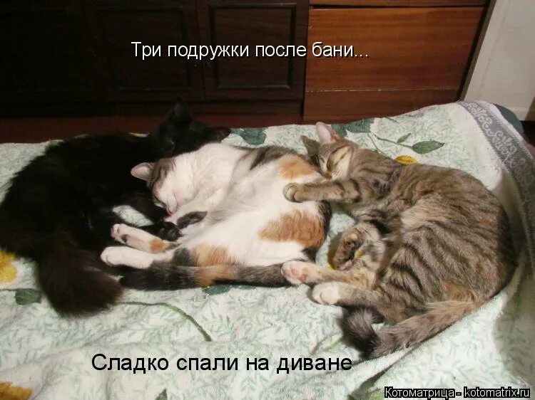 после алкоголя засыпаю. хочу спать картинки. всё время хочется спать причины. хорошо спит тот. сон после обеда.