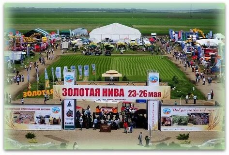 Золотая нива