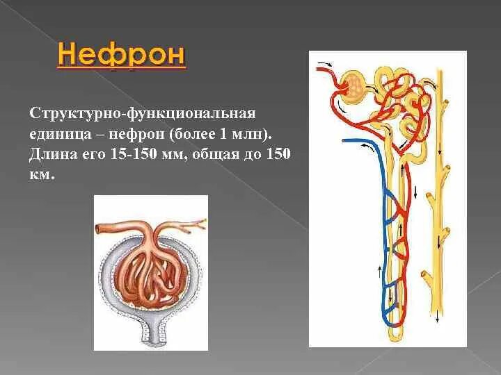 Нефрон состоит из тест. Эволюция нефрона. Выделительная система нефрон. Строение нефрона видеоурок. Нефрон структурно-функциональная единица.