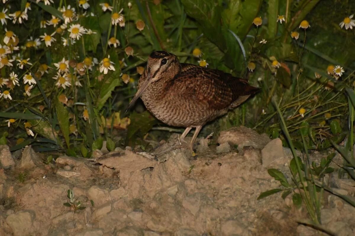 Как используют перья птицы вальдшнеп в крыму. Вальдшнеп. scolopax rusticola. вальдшнеп scolopax орловская область. вальдшнеп птицы евразии.