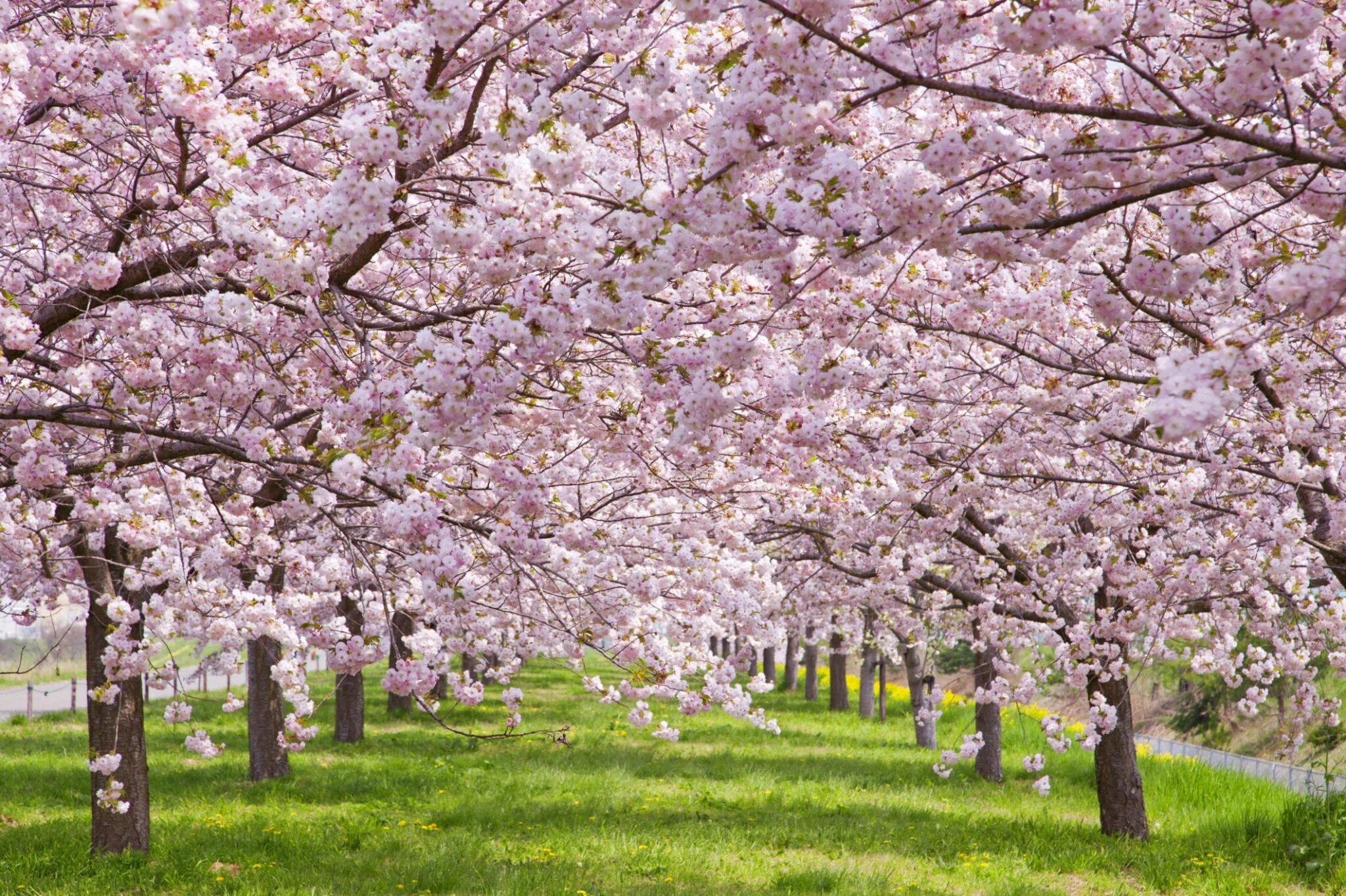 Cherry blossom купить. Черри блоссом дерево. Сакура черри блоссом. Черри блоссом дерево плакучее. Цветущее дерево Сакуры.