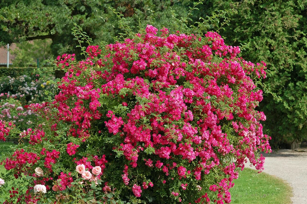Какие розы цветут всю лета. Розариум Ютерсен. Плетистые розы Розанна.