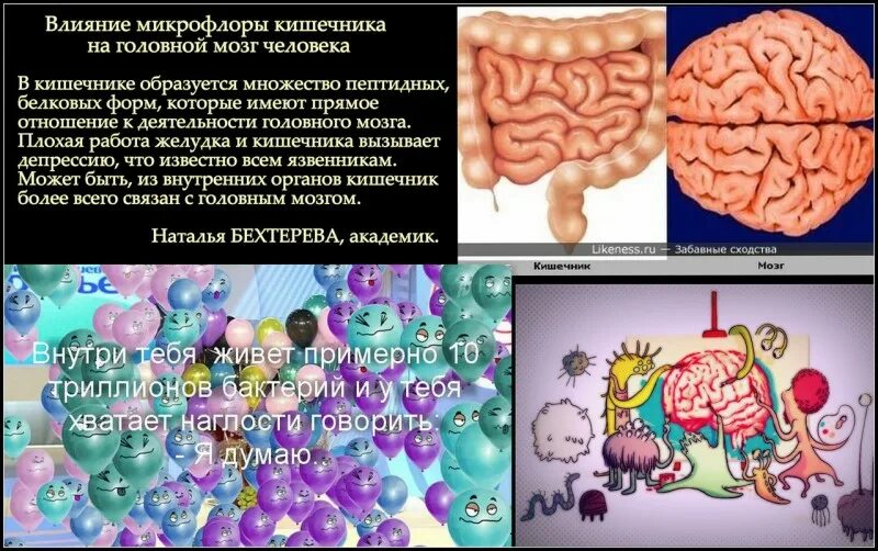 Книга мозги и кишечник. Ось кишечник мозг. Ось кишечник мозг микробиота.