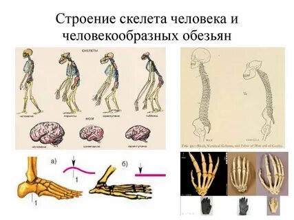 Скелет шимпанзе и человека