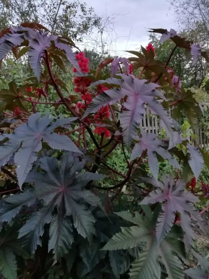 Клещевина ricinus communis. Клещевина обыкновенная. Клещевина обыкновенная. Клещевина бронзовая пальма. Клещевина импала.
