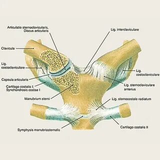 Articulatio capitis costae