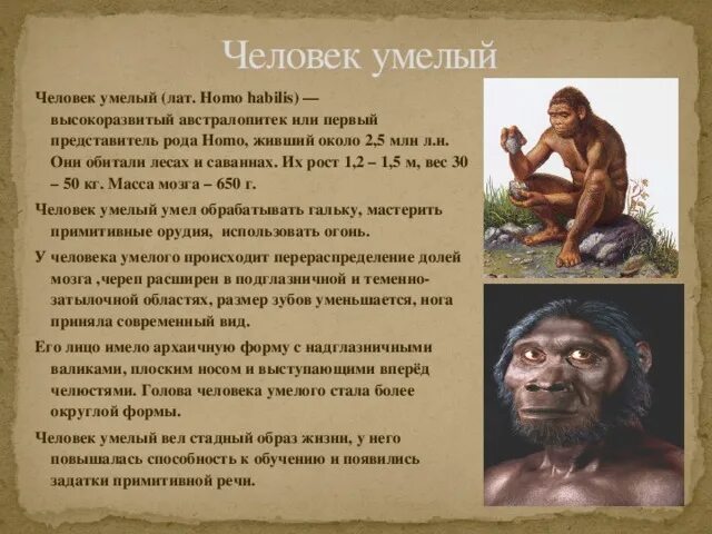 Первый род человечества. Человек умелый хомо хабилис. Человек умелый homo habilis образ жизни. Хомо хабилис образ жизни. Человек умелый характеристика.