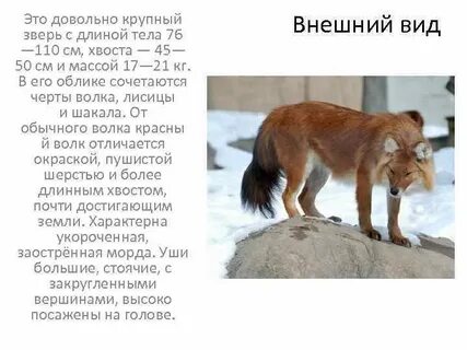 Красный волк из красной книги доклад 2