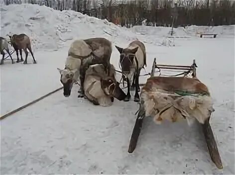 Верблюды северные олени. Северный олень Воркута. Воркута олени.