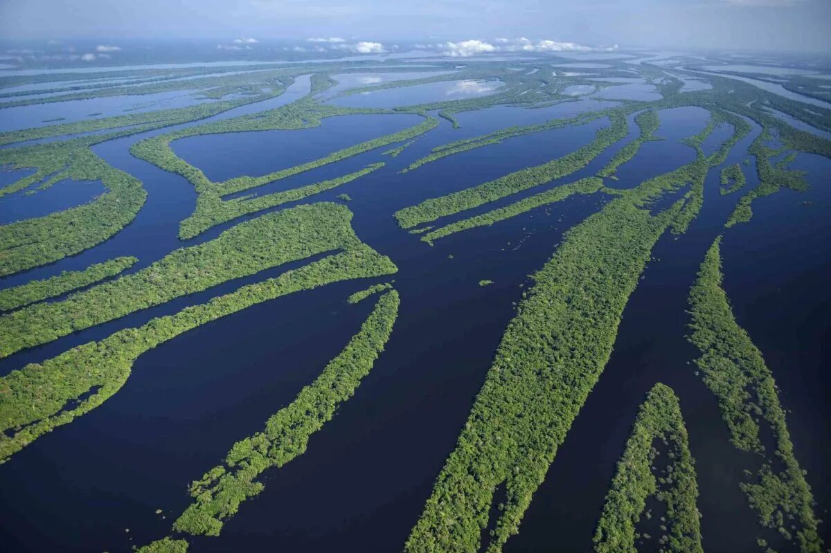 Амазония река Амазонка. Река Рио Негро. Южная Америка река Рио Негро. Дельта реки Амазонка.