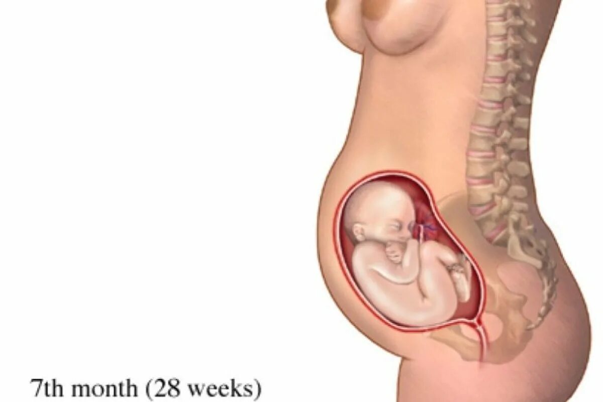 Плод ребенка на 6 месяце беременности. Живот на 6 месяце беременности. Плод на 7 месяце беременности. Плод ребенка на 7 месяце беременности. 6 й месяц