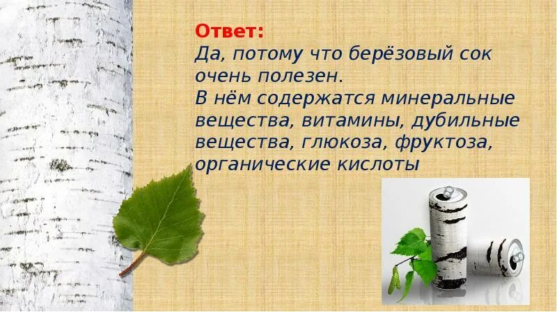 Береза рядом с елью на участке. Плюсы и минусы березы. Сосна древесина. Береза на участке. Лиственные породы древесины.