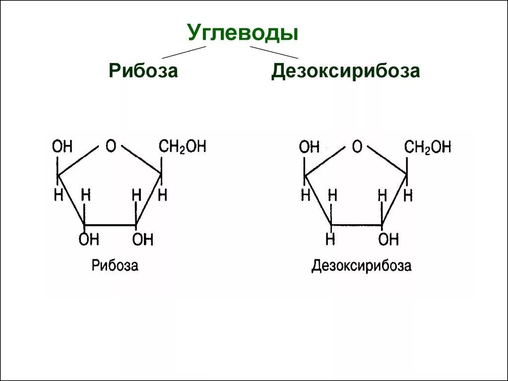 Строение рибозы