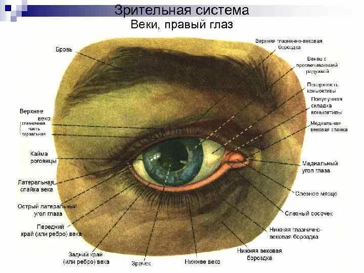 Строение глаза нижнее веко. Зрительная система веки глаза схема. Строение века глаза человека анатомия.