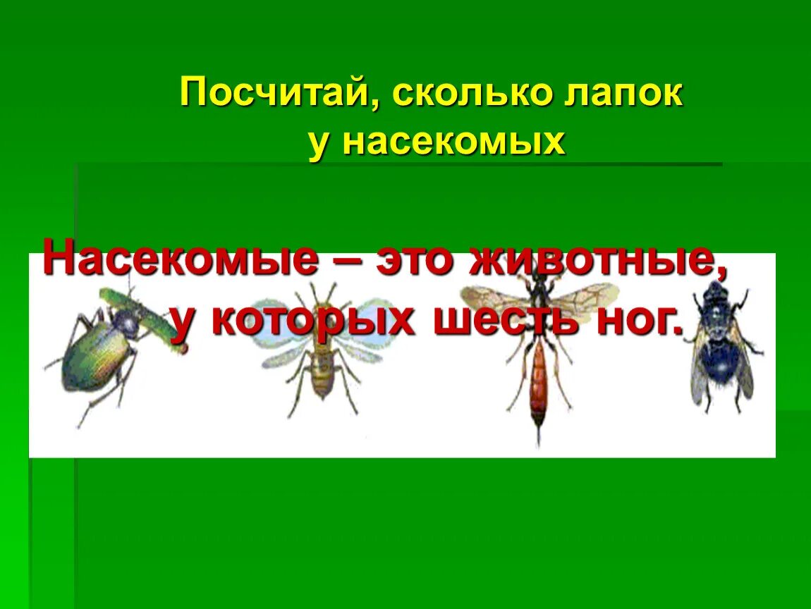 Насекомые 6 ног. Сколько лап у насекомых. Сколько лапок у насекомых. Шесть лап у насекомых. Сколько лапок у 6 жуков