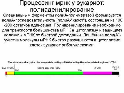 Процессинг мрнк