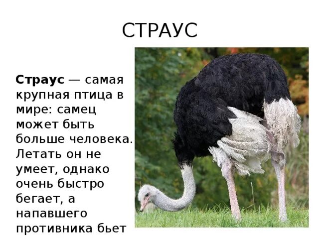 Самая большая птица. Самый крупный страус в мире. Самая крупная птица крупнее страуса. Самая самая самая большая птица в мире.