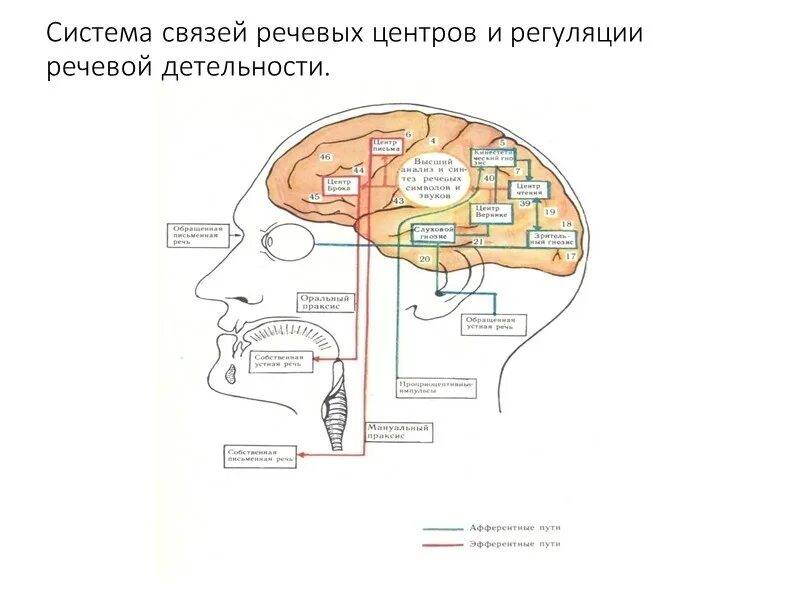 Речевые зоны мозга. Система голосовой связи инвалидов. Системы обратной речевой связи. Локальный блок связи «тромбон сорс-лбс» исполнение н1. Зона брока.