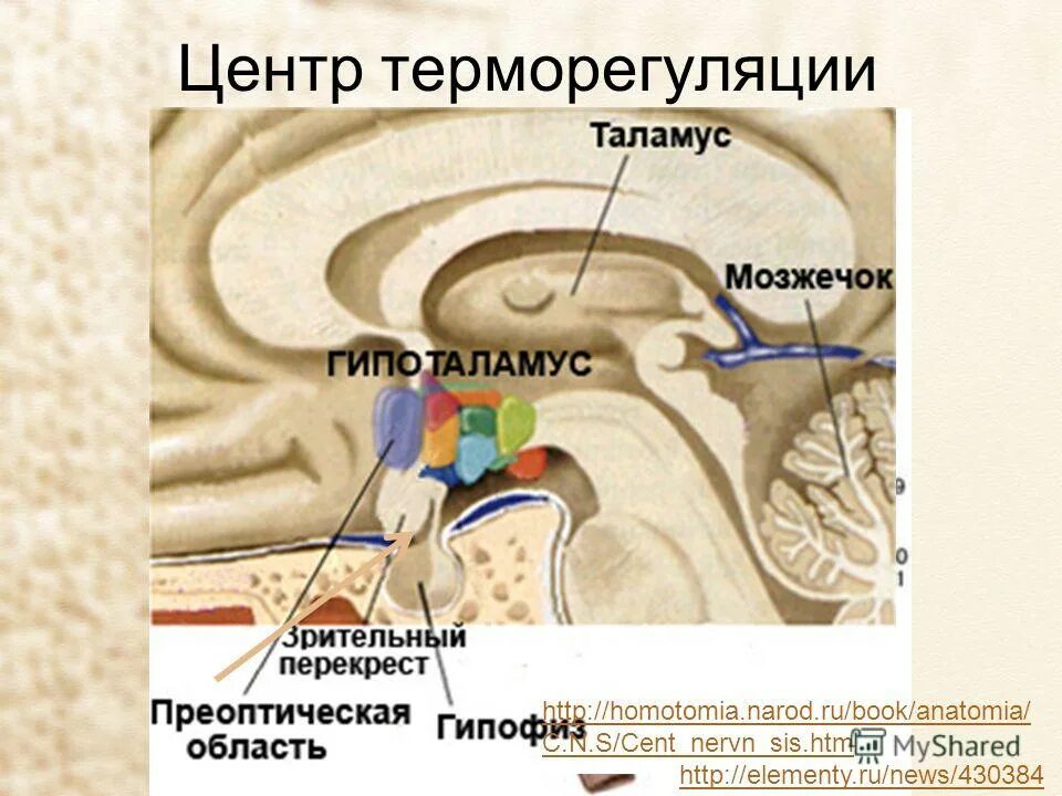 Центр терморегуляции у человека. Гипоталамус центр терморегуляции. Гипоталамус центр терморегуляции ядро. Центр терморегуляции. Центр терморегуляции расположен.