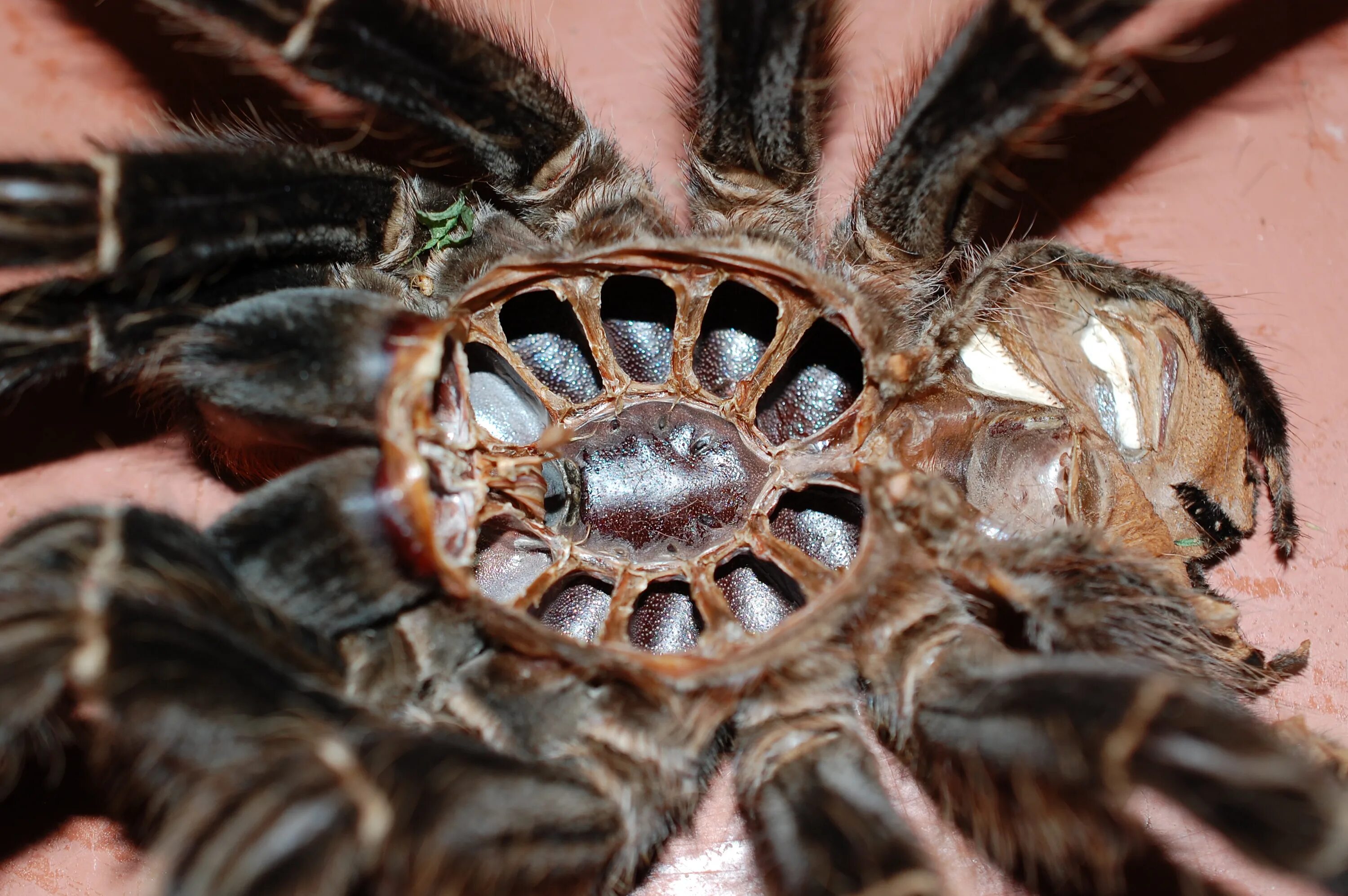 Down spiders. Паук птицеед Голиаф. Птицеед Голиаф. Австралийский паук птицеед. Тарантул птицеед Голиаф черный.