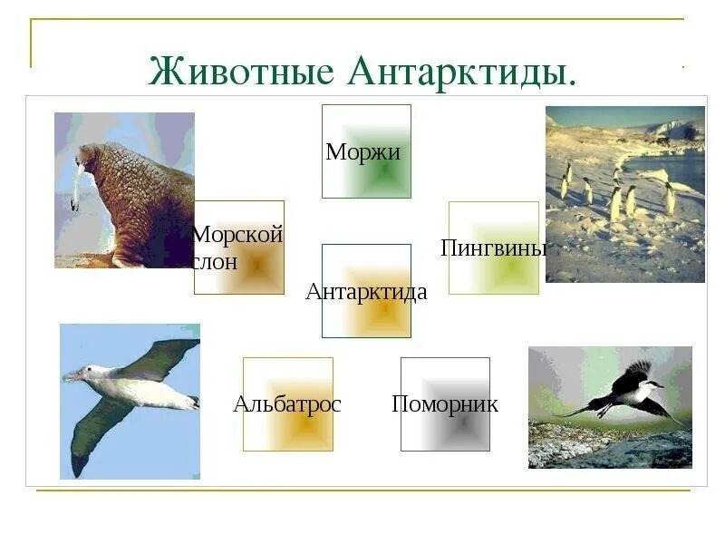 Животные Антарктиды. Антарктида животные и растения. Животные и растения по материкам. Животные материка Антарктида.