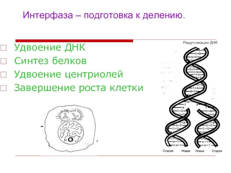 3 этапа интерфазы. Интерфаза это подготовка к делению. Интерфаза редупликация ДНК. Интерфаза подготовка клетки к делению. Интерфаза удвоение центриолей.