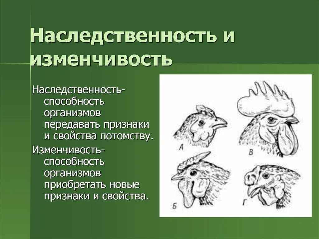 Наследственность и изменчивость. Наследственность и изменчивость организмов. Наследственная изменчивость. Наследственность и изменчивость свойства организмов. Наследственные признаки биология