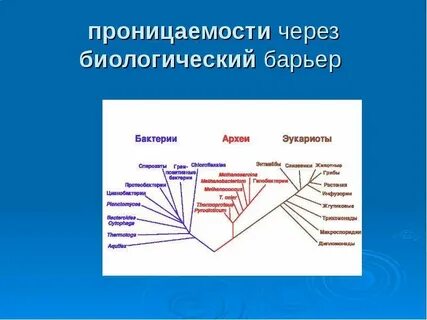 Биологические барьеры
