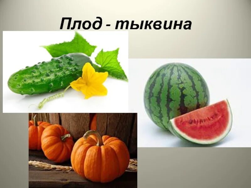 Тыквина сочный плод