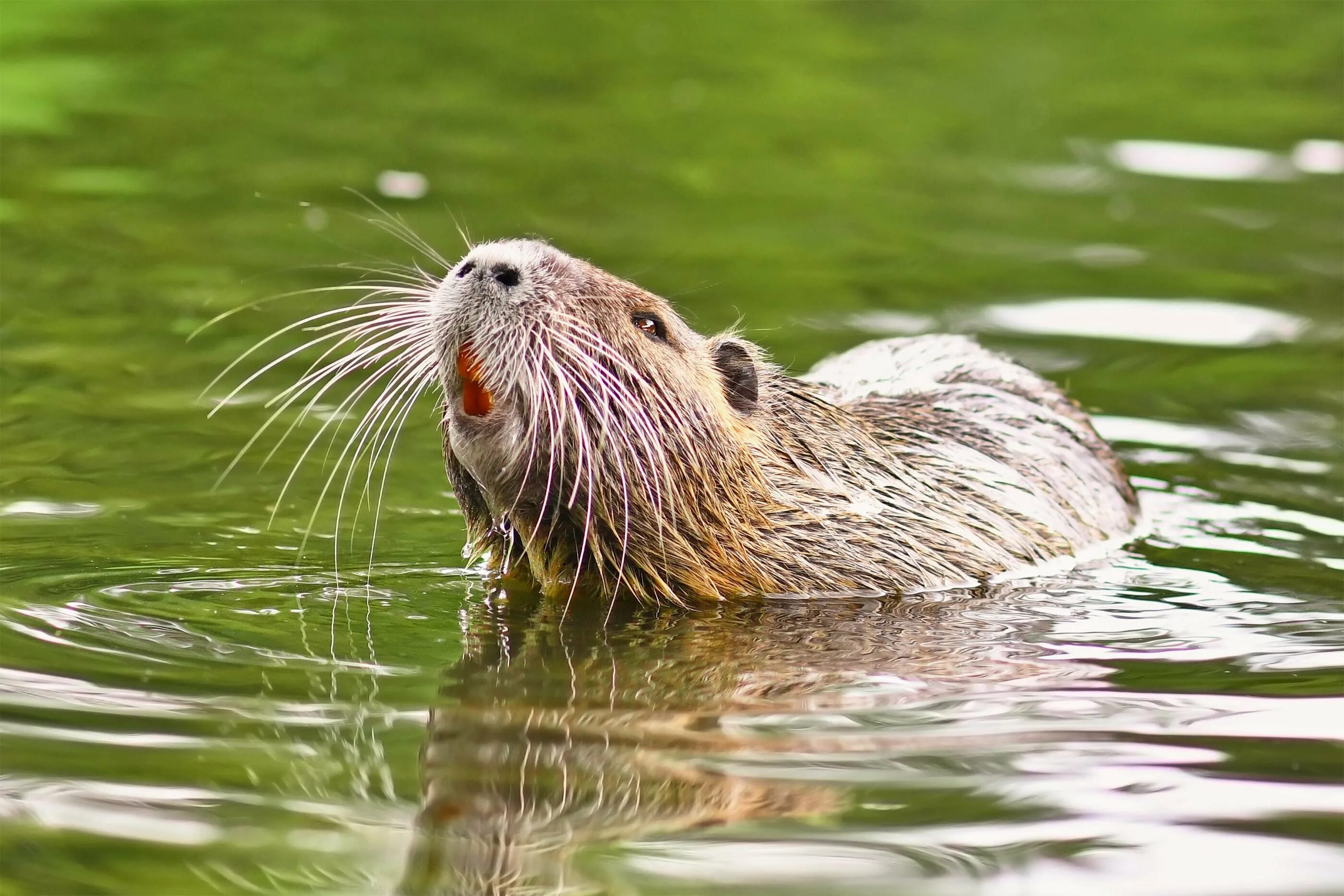 Myocastor coypus нутрия. Нутрия ондатра Бобр. Нутрия болотный Бобр. Бобр ондатра водяная крыса выдра. Известно что ондатра полуводное млекопитающее отряда грызунов