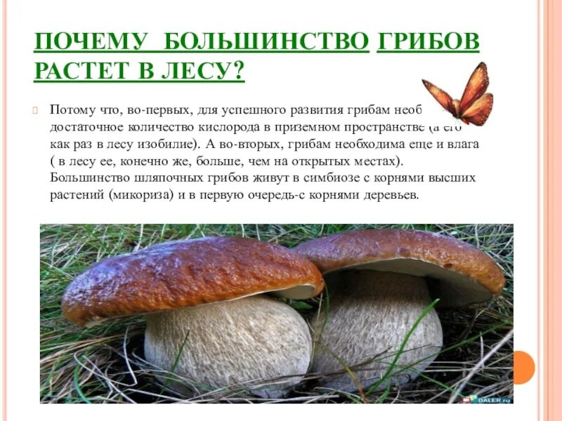 Почему появляются грибы