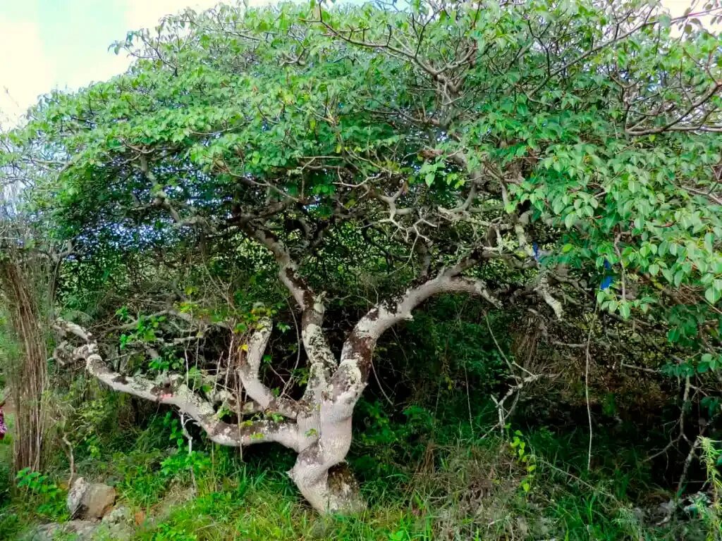 Павшее дерево на. Бакаут дерево. Bursera graveolens дерево. Дерево гуаяк. Гваякум дерево.