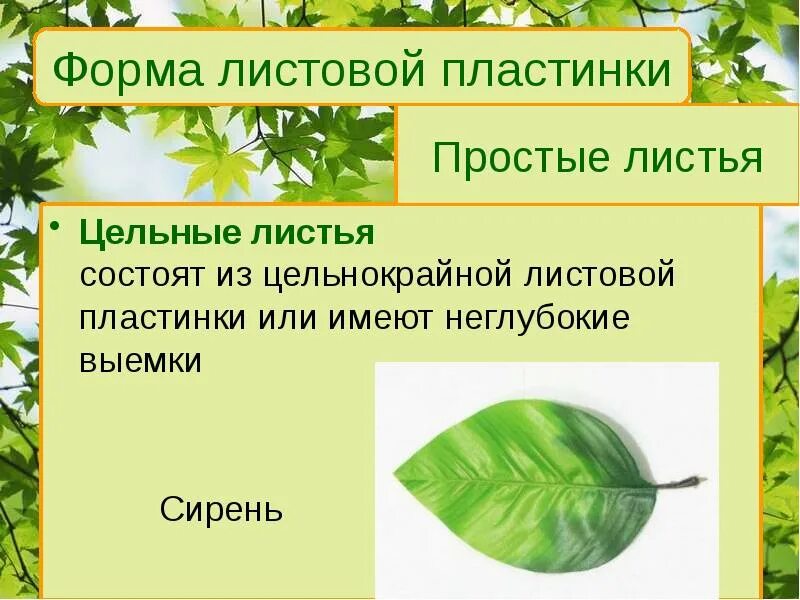 Лист состоит из листовой пластинки. Презентация на тему лист. внешнее строение листа. цельная листовая пластинка. лопастная листовая пластинка.