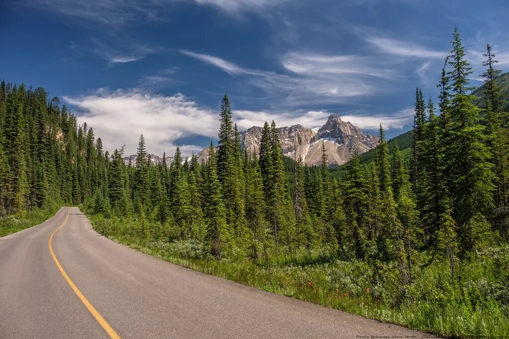 Канада лес дорога. Западная Канада. Йохо машина. Forest Drive West.