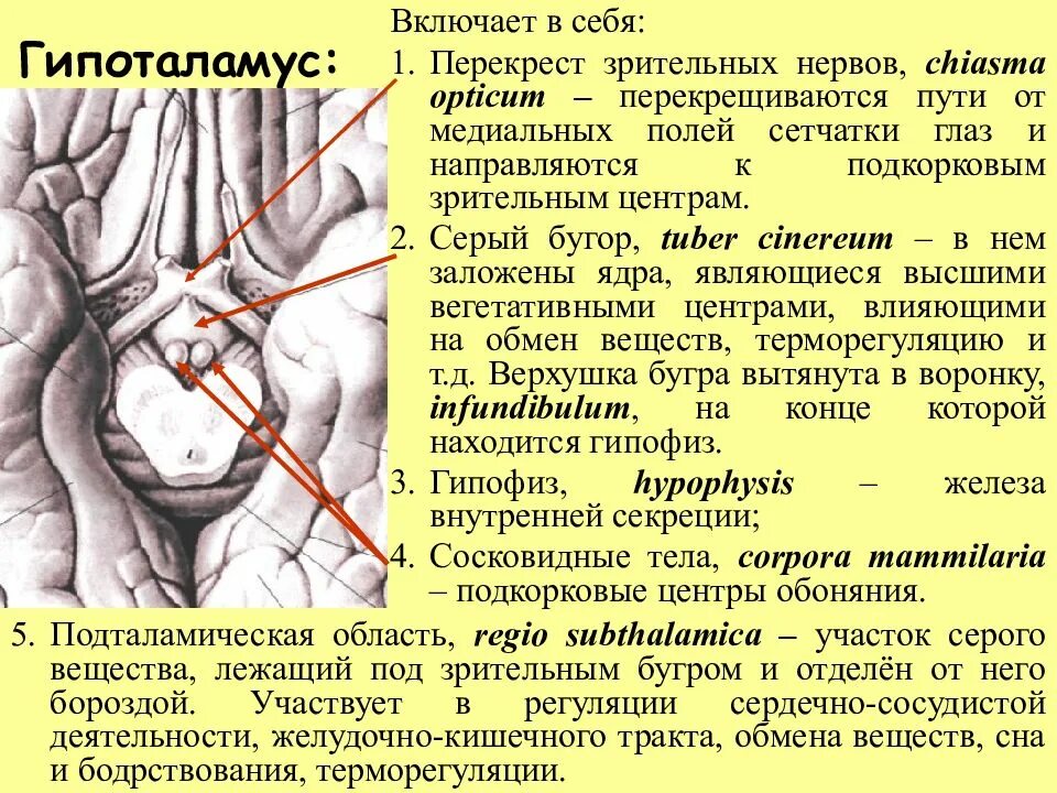 Зрительный нерв в головной мозг. Зрительный нерв ,хиазма анатомия. Серый бугор гипоталамуса. Зрительный Перекрест серый бугор. Серый бугор, Tuber cinereum.