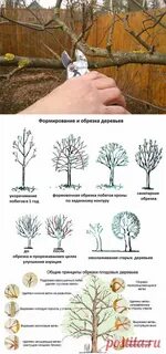 Обрезка при какой температуре