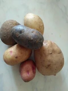 Черный картофель