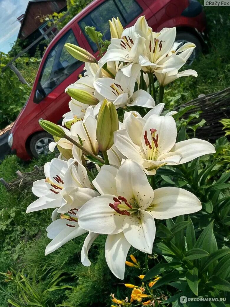 Лилия eyeliner ла-гибриды. Лилии ла гибриды айлайнер. Лилия лилия айлинер ла-гибрид. Лилии ла-гибриды айлинер. Лилия айлинер.