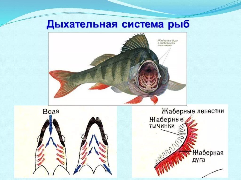 Система органов дыхания рыб. Органы дыхательной системы у рыб. Дыхательная система рыб схема. Строение дыхательной системы рыб.