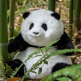 Amazon.com: Chongker Weighted Panda Stuffed Animals, Panda Plush for Compan...