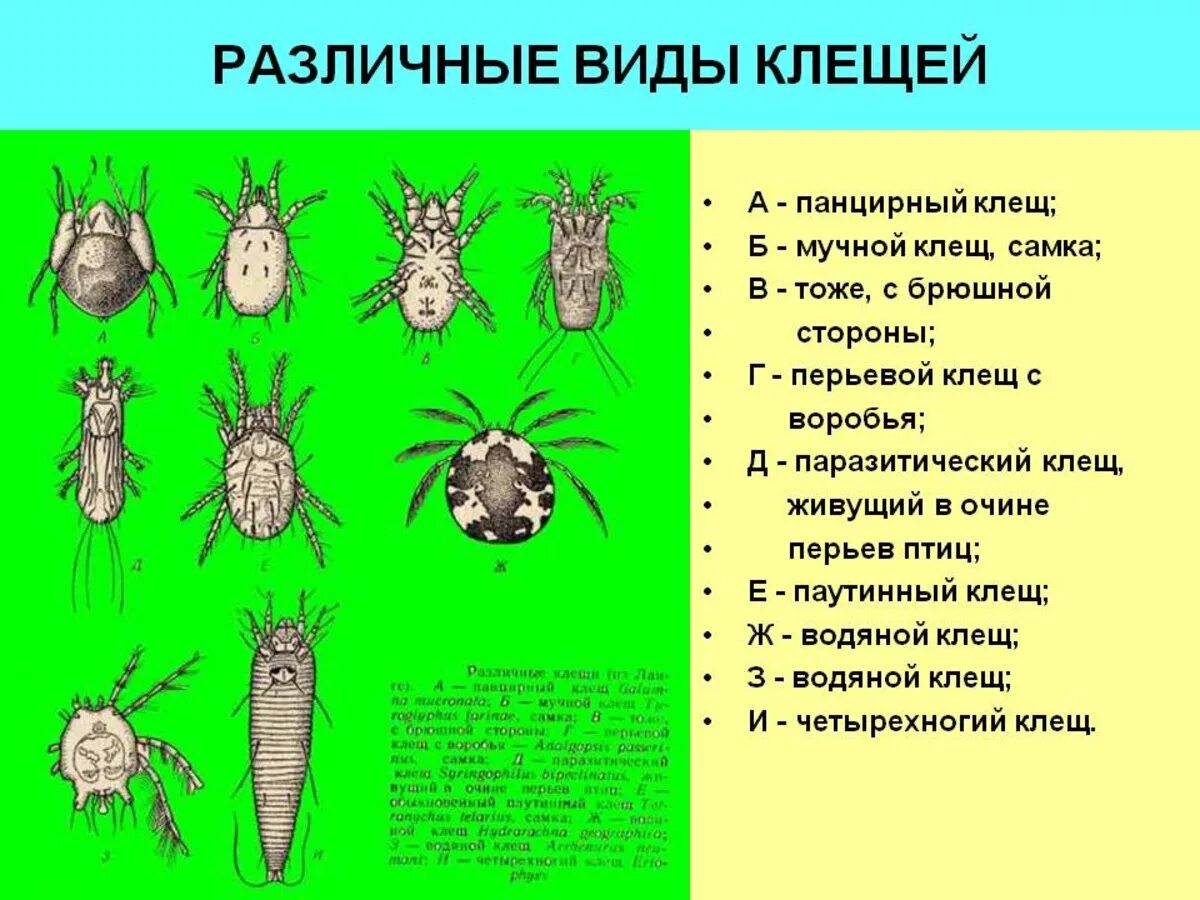 Разновидности клещей фото и описание. Клещ Тип класс отряд. Отряд клещи представители. Подразновидности клещей. Клещи представители класса.