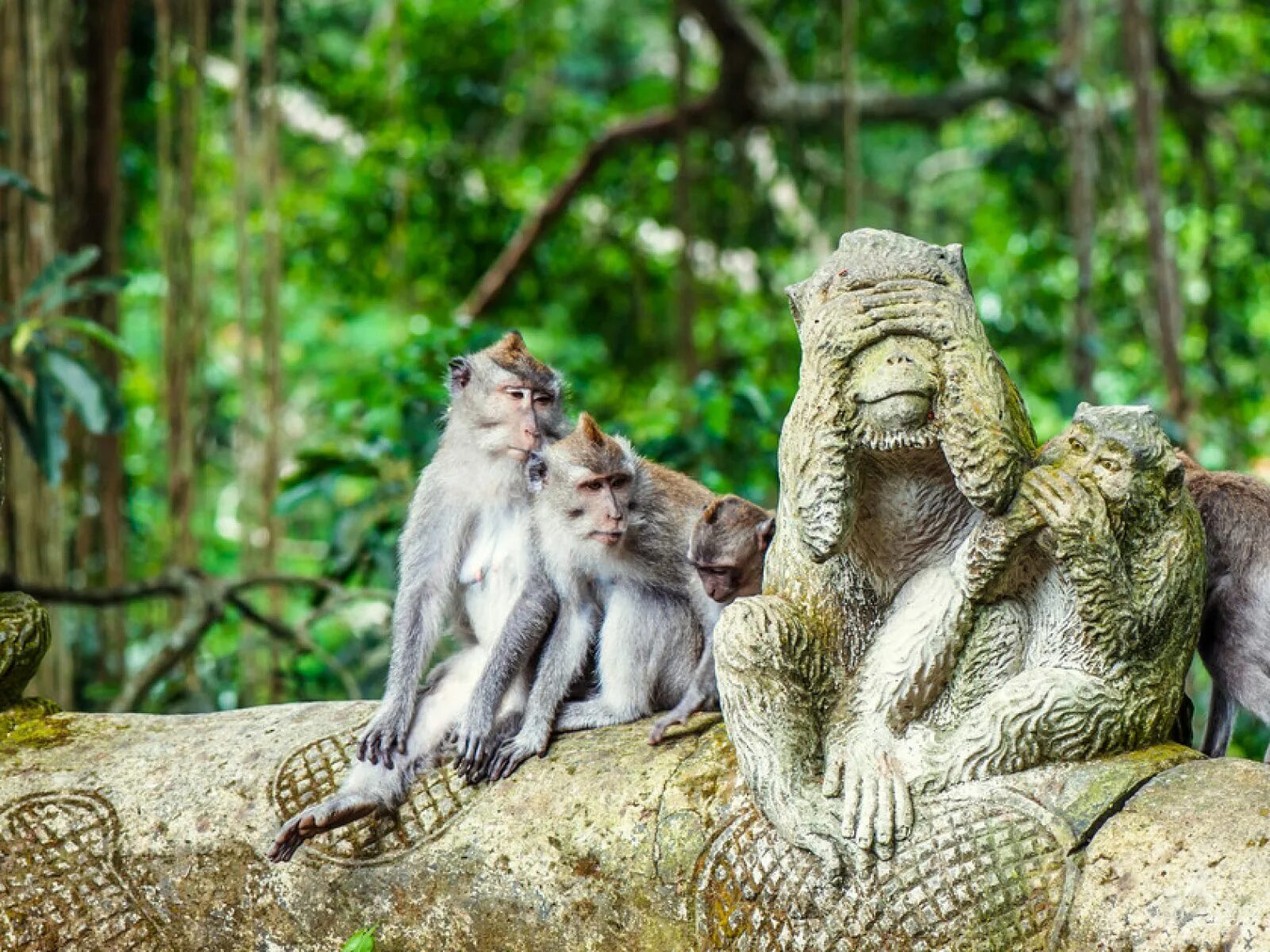 Лес обезьян убуд. Манки форест в убуде. 2. Лес обезьян (monkey forest). Обезьяний лес бали.