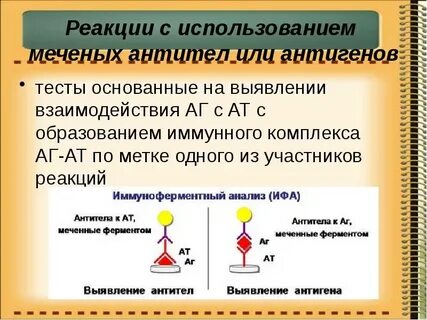 Антигены антитела иммунный ответ