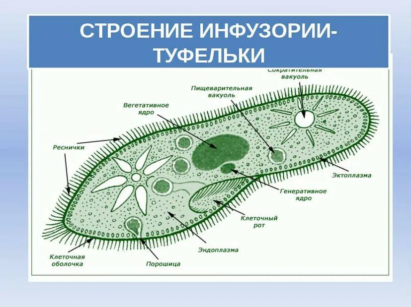 Пищеварительная вакуоль инфузории туфельки. Инфузория туфелька строение 7 класс. Инфузория туфелька вакуоль. Строение реснички инфузории.