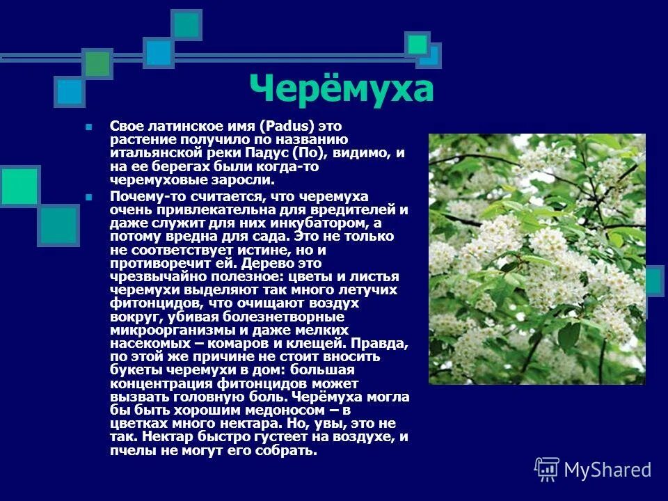 Черемуха латынь. Черемуха на латинском. Черёмуха описание растения. Черемуха латинское название. Черемуха фитонциды.