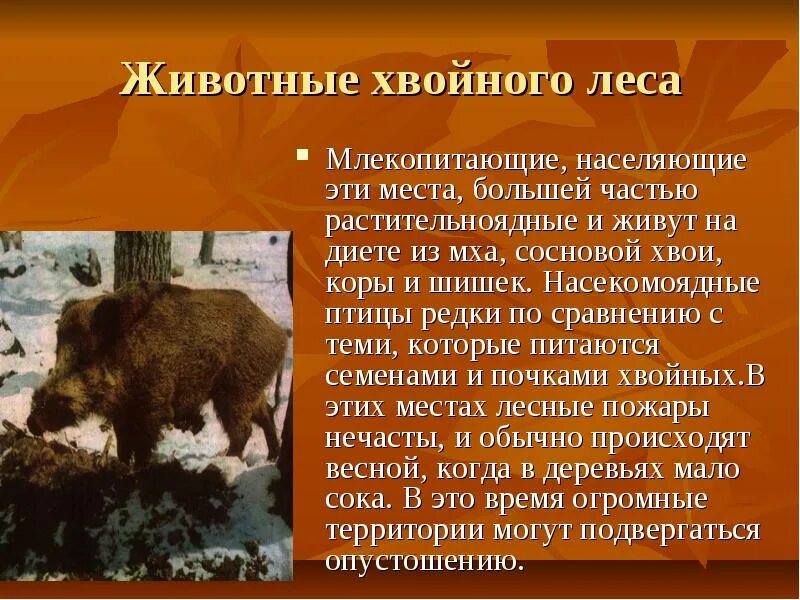 Какие животные обитают в зоне лесов. Насекомоядные животные хвойного леса. зона хвойных лесов животные. в хвойных лесах обитают. обитатели леса сообщение.