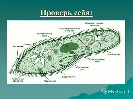 Вакуоль и лизосома